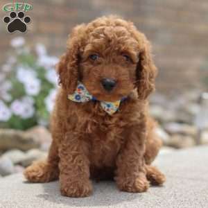 Harley, Mini Goldendoodle Puppy